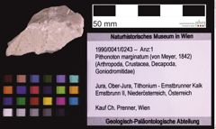 Foto (Objekt + Etiketten) von Pithonoton marginatum (von Meyer, 1842) (NHMW-GEO-1990-0041-0243)